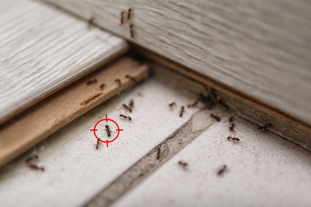 Best Pest Control Near Me  in Linden, AL