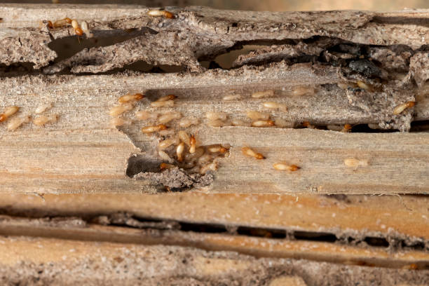 Best Spider Control Near Me  in Linden, AL